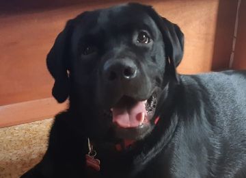 Hotel para Cães