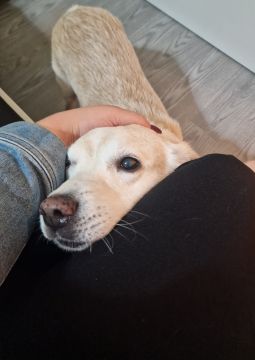 Hotel para Cães