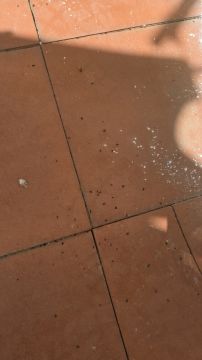 Empresa de Controlo de Pragas