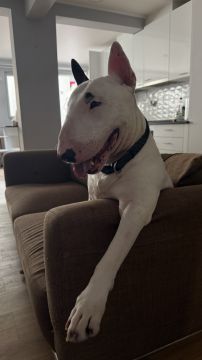 Hotel para Cães - Animais