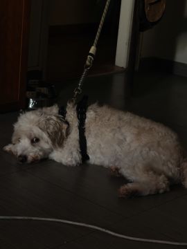 Dog Hotel