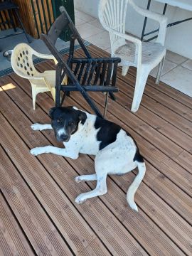 Hotel para Cães