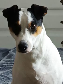 Hotel para Cães