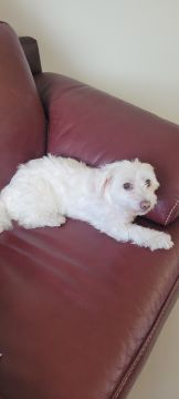 Hotel para Cães