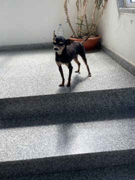Hotel para Cães - Animais