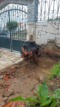 Podador de Árvores