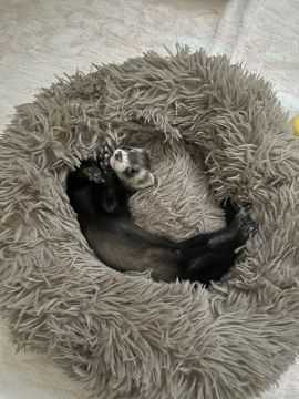 Pension pour chiens