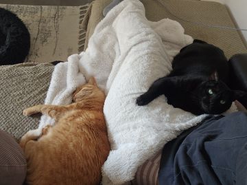 Hotel for Cats