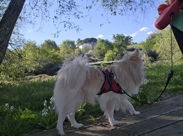 Pet Boarding and Daycare