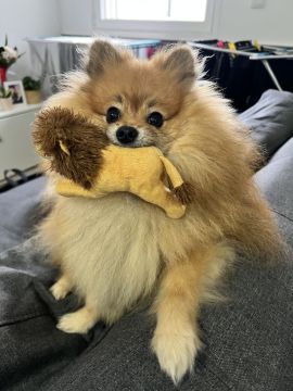 Hotel para Cães