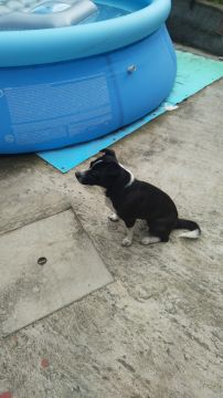 Hotel para Cães