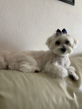 Hospedaje de perros