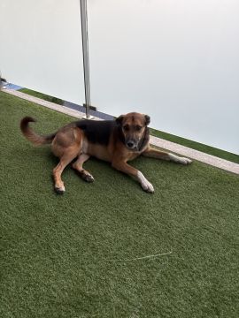 Hotel para Cães