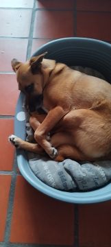 Hundepension