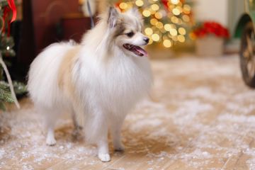 Hotel para Cães