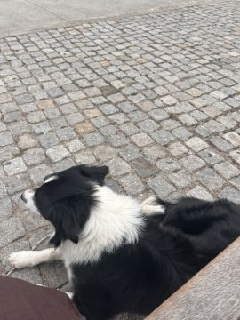 Pension pour chiens