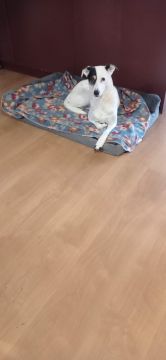 Hotel para Cães