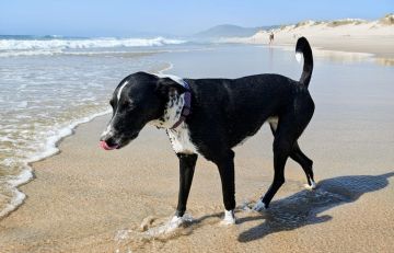 Hotel para Cães