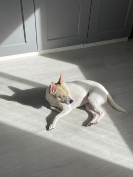 Hotel para Cães