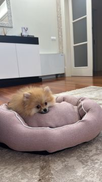Pension pour chiens