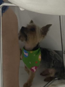 Pension pour chiens