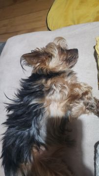 Hotel para Cães
