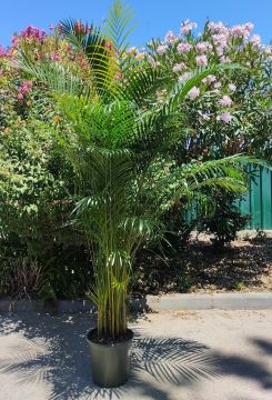 Serviço de Jardinagem