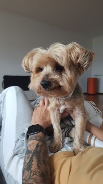 Creche para Cães
