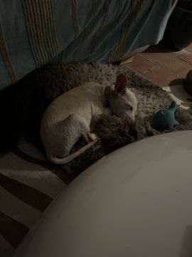 Hotel para Cães