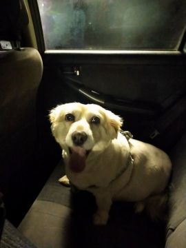 Hotel para Cães
