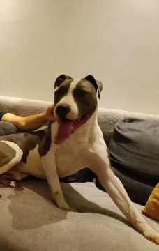 Hotel para Cães
