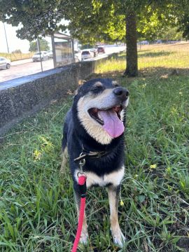 Hotel para Cães