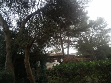 Tree Trimming and Maintenance