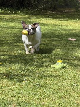 Hotel para Cães