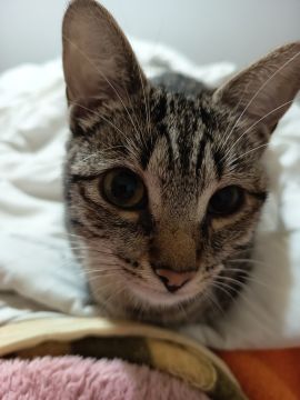 Hotel para Gatos