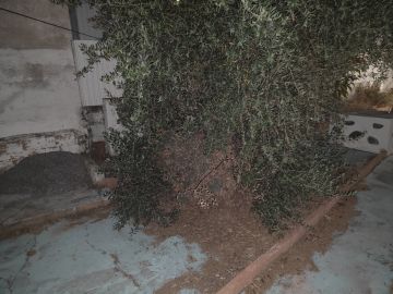 Jardinagem