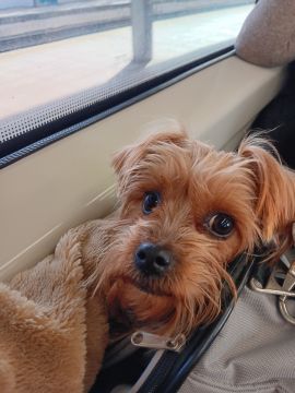 Pension pour chiens
