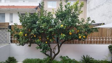Jardinagem e Relvados - Casa