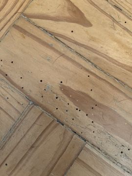Pest Control