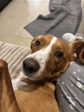 Hotel e Creche para Animais