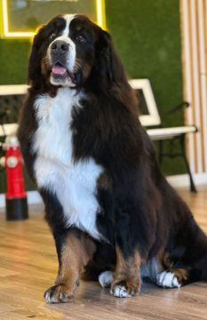 Hotel para Cães