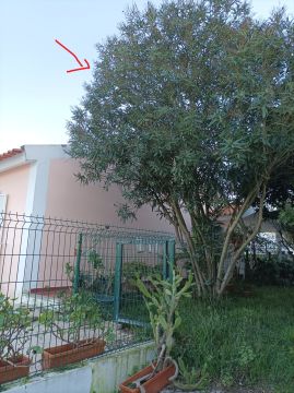 Tree Trimming and Maintenance