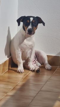 Pension pour chiens