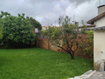 Tree Trimming and Maintenance - Lawncare