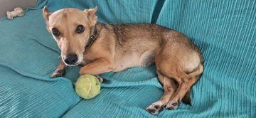 Hotel para Cães