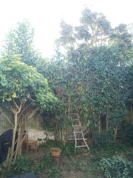 Tree Trimming and Maintenance