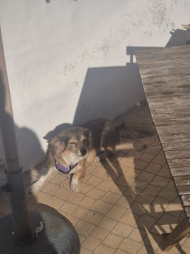 Hundepension