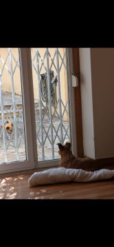 Hotel para Cães