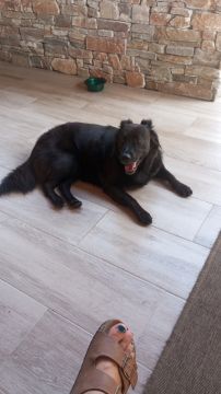 Hotel para Cães