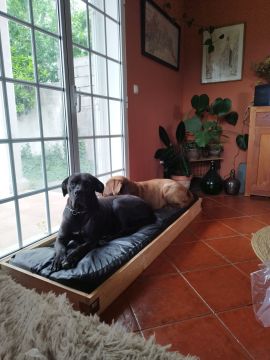 Dog Hotel